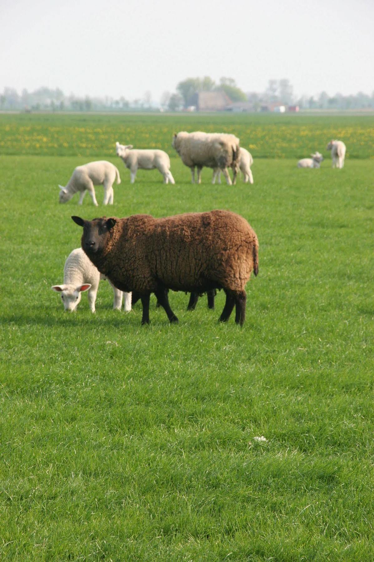 Countryside Eco Natuurhuisjes Ee Eksteriør billede